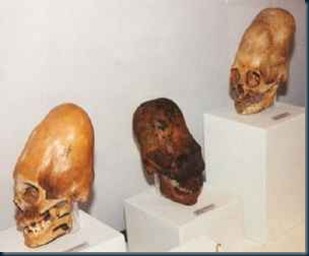 Cranios Alongados Nasca Peru Cranios Alongados Nasca Peru os crânios alongados ao redor do mundo.