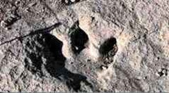 Pegada Homem Pre Histórico Pegada Homem Pre Histórico gigantes com dinossauros.