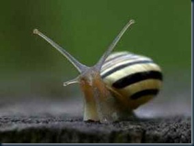 Seres nas Dimencoes Seres nas Dimencoes 1ª dimensão.