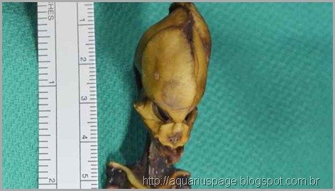 Et Humanoide Mini Ser Atacama o ata e seu dna humano.