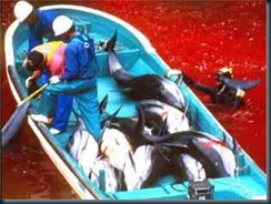 Mar Vermelho Matanca Golfinhos Mar Vermelho Matanca Golfinhos japoneses pinta o mar com sangue de golfinhos.