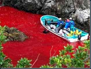 Mar Vermelho Matanca Orcas Golfinhos Mar Vermelho Matanca Orcas Golfinhos japoneses pinta o mar com sangue de golfinhos.