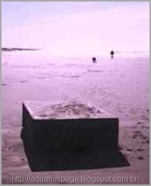 Misteriosas Caixas Que Gemem Misteriosas Caixas Que Gemem caixas misteriosas "que gemem" aparecem em praias nos eua.