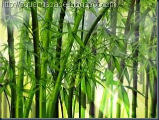 Sete Licoes Espirituais Bambu Sete Licoes Espirituais Bambu as sete lições do bambu.