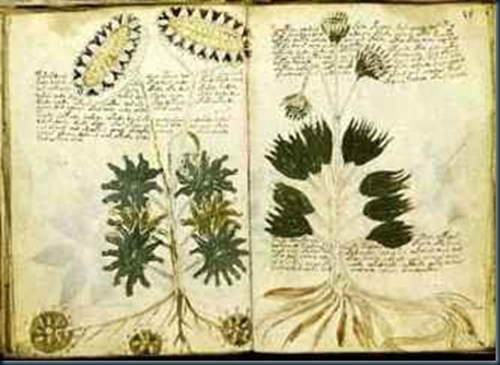manuscrito-voynich 2 manuscrito-voynich 2