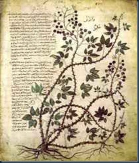 manuscrito_de_voynich manuscrito_de_voynich