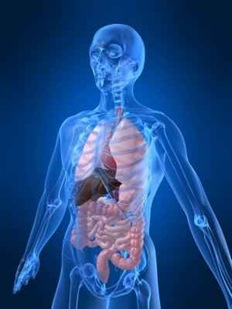 Corpo Humano Novas Mutações Corpo Humano Novas Mutações