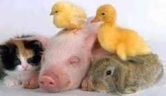 Animais Espiritismo Animais Espiritismo animais no astral.