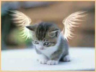 Animais no Astral Animais no Astral o plano espiritual e o espíritos dos animais.