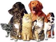 Espiritos de Animais Espiritos de Animais um espírito de animal.