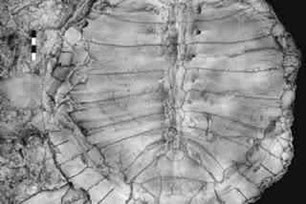 Fossil de Tartaruga Fossil de Tartaruga passado próspero.