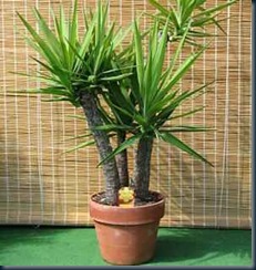 Plantas Interior Purificadoras Plantas Interior Purificadoras plantas de interior podem aumentar a sua saúde.