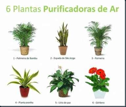 Plantas Purificadoras Ar Plantas Purificadoras Ar plantas de interior podem aumentar a sua saúde.