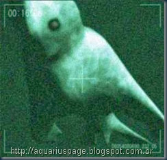 Ningen ningen.