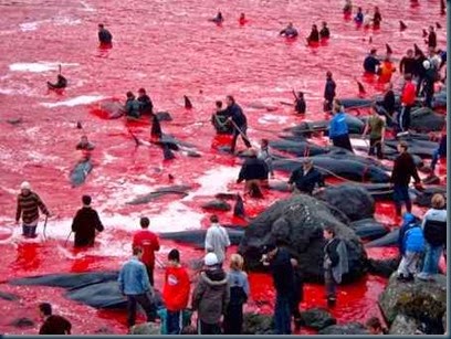 Baleias Massacradas Dinamarca Baleias Massacradas Dinamarca ódio aos japoneses, avisa yoko ono.