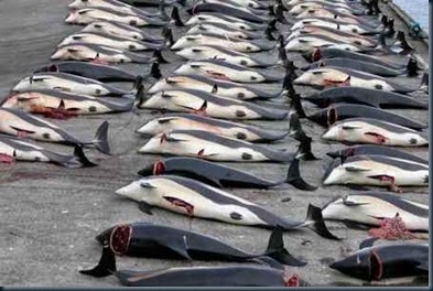 Carcacas de Golfinhos Massacre Japao Carcacas de Golfinhos Massacre Japao massacre de golfinhos e baleias no japão e dinamarca.