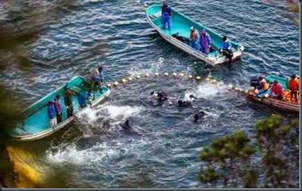 Cerco Aos Golfinhos Japao Cerco Aos Golfinhos Japao massacre de golfinhos e baleias no japão e dinamarca.