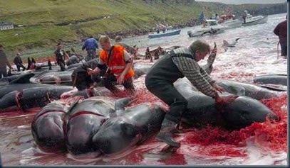 Covardia Contra Baleias Covardia Contra Baleias mais matanças de baleias e golfinhos.