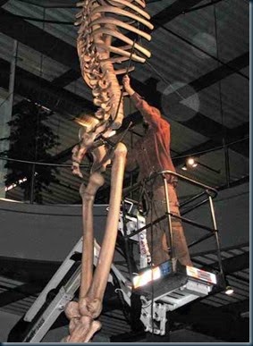 Gigante de Sete Metros Gigante de Sete Metros os gigantes do equador chegaram á 7 metros de altura.