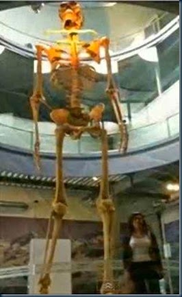 Gigante do Equador Gigante do Equador os gigantes do equador chegaram á 7 metros de altura.