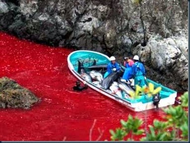Massacre de Golfinhos Massacre de Golfinhos parem a matança! massacre de golfinhos e baleias no japão e dinamarca.