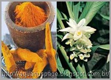 Curcuma Antibioticos Curcuma Antibioticos cúrcuma:.