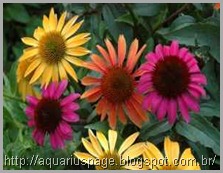 Echinacea Antibioticos Echinacea Antibioticos echinacea:.
