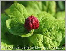 Goldenseal Antibioticos Goldenseal Antibioticos goldenseal:.