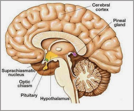 pineal-cérebro pineal-cérebro