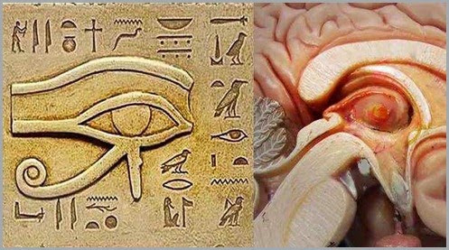 pineal-olho-de-horus pineal-olho-de-horus