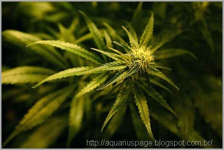 Maconha Cannabis Farmaceutica Maconha Cannabis Farmaceutica governo dos eua admite finalmente que a maconha (cannabis) mata células cancerosas.
