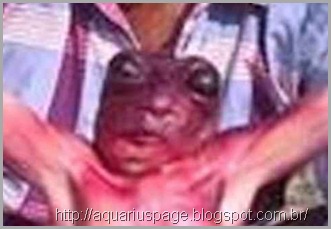 Mini Criatura Humana India Mini Criatura Humana India mini-criatura humanoide alienígena que vive no subsolo é encontrada na índia.