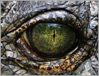 Olhos Reptilianos Olhos Reptilianos aliens híbridos na terra.
