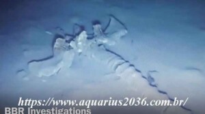vertebra-gigantes-animal-misterioso
